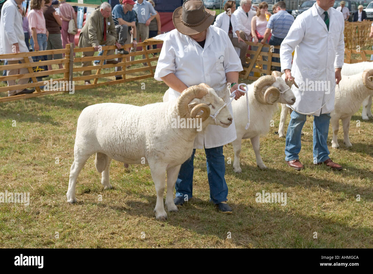 Wiltshire Horn rams auf der Bucks Agriculture Show Stockfoto