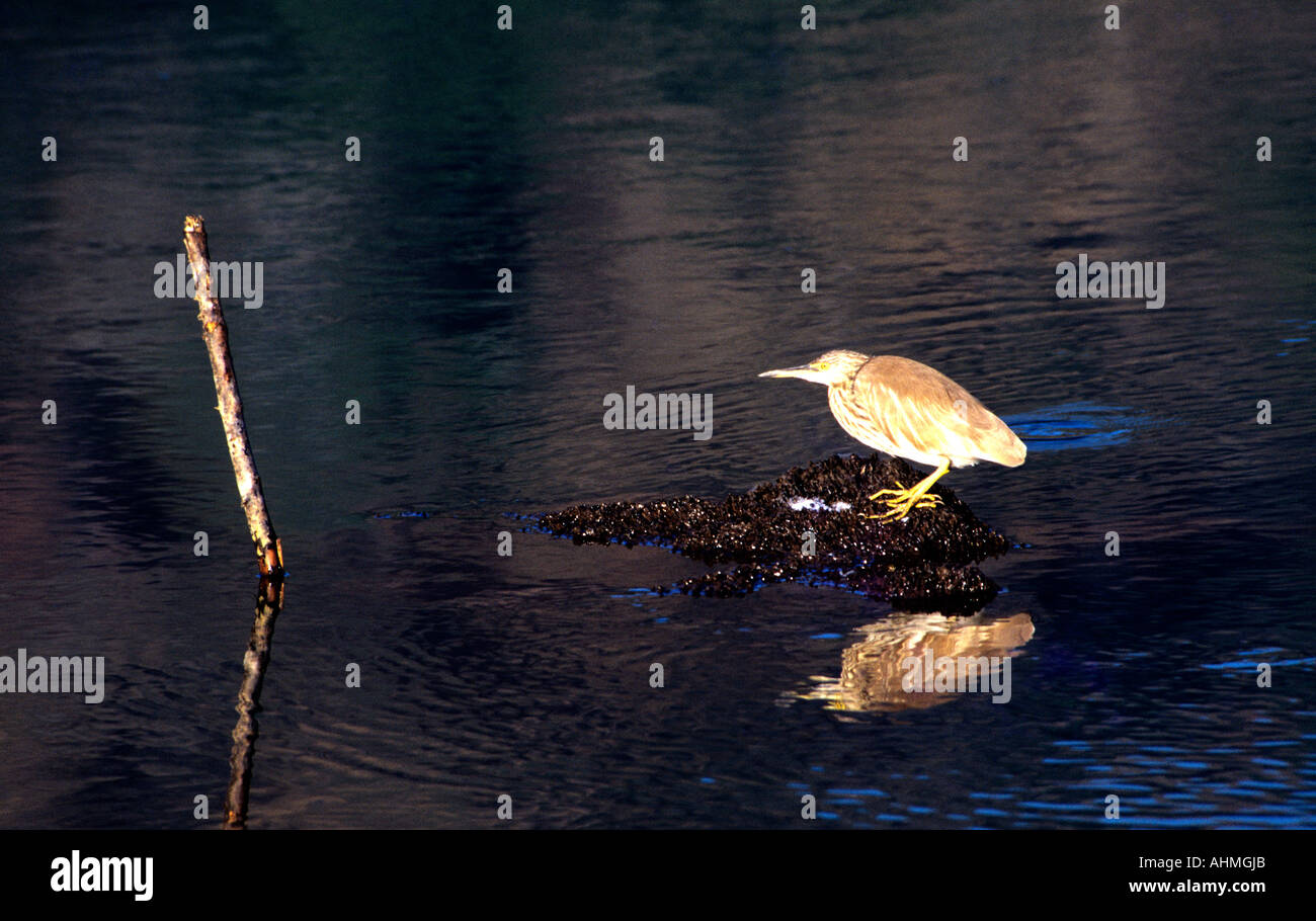 GRAUREIHER IN PERIYAR TIGER RESERVE THEKKADY KERALA Stockfoto