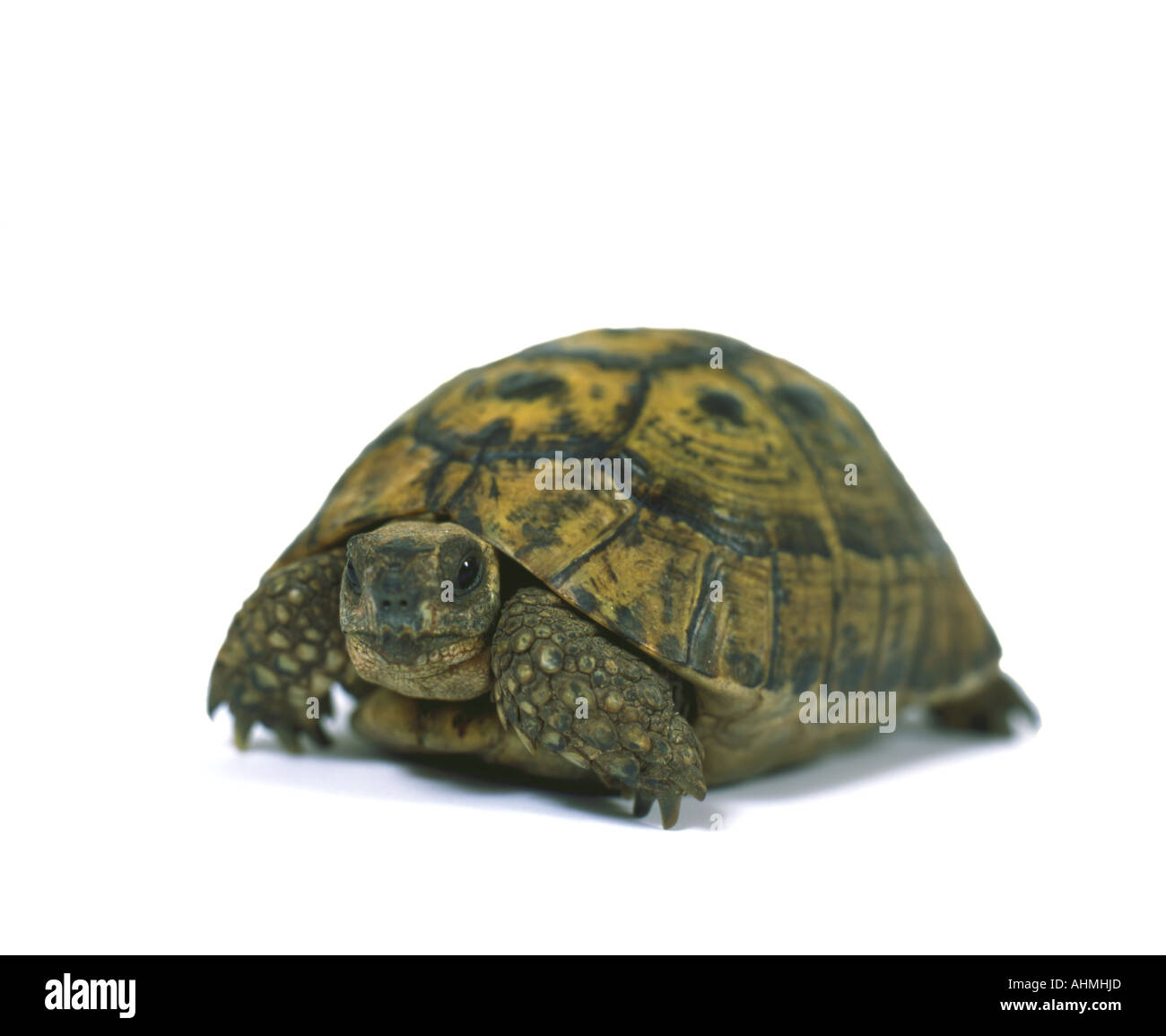 Schildkröte-Vorderansicht Stockfoto