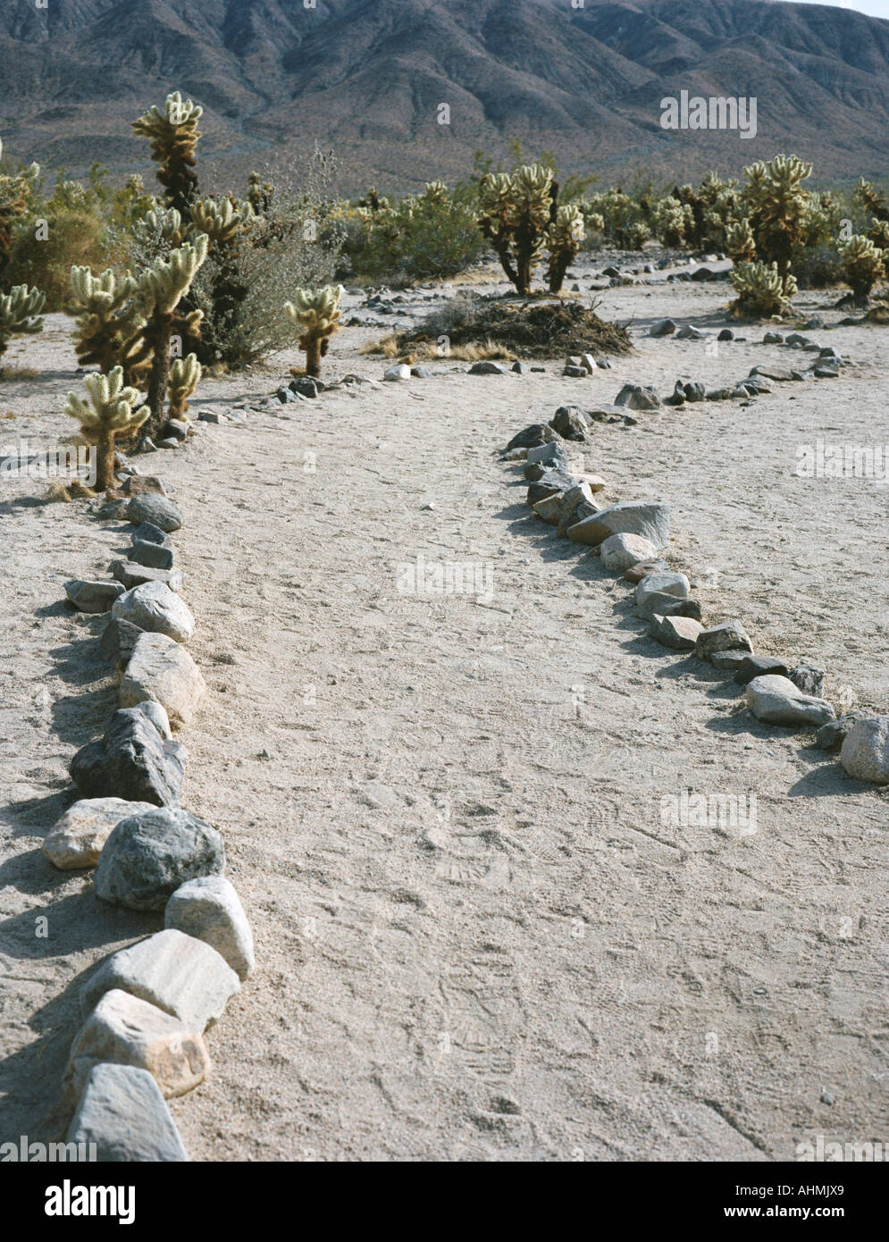 Fußabdrücke säumen den Weg durch Cholla Cactus Garden in Joshua Tree Nationalpark Kalifornien USA Stockfoto Fußabdrücke säumen den Weg durch Cholla Cactus Garden in Joshua Tree Nationalpark Kalifornien USA Stockfoto