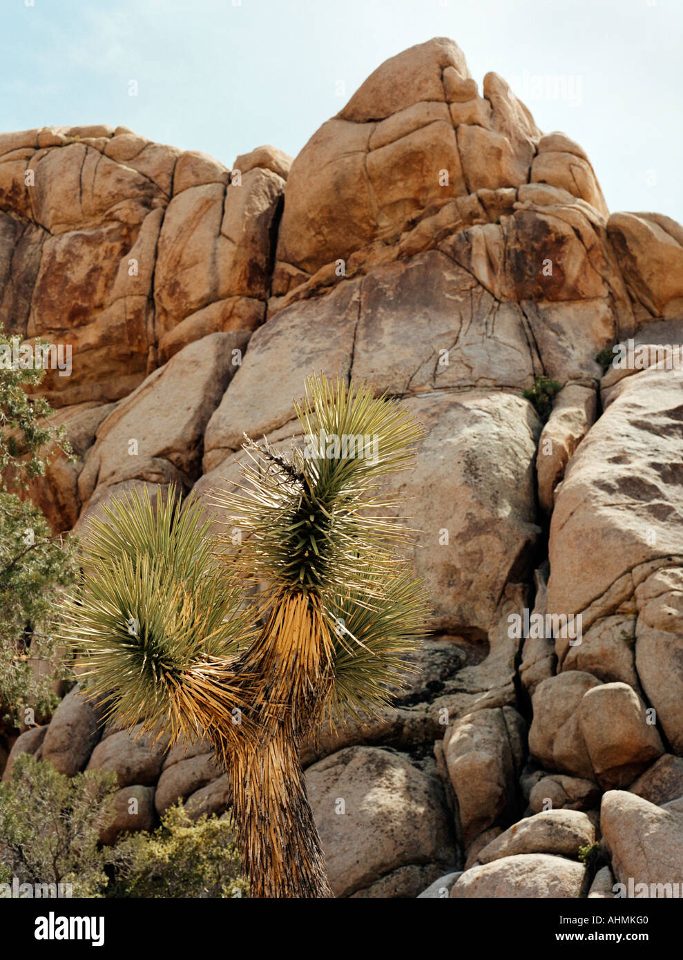 Joshua Baum vor gewaltigen Felsbrocken in Hidden Valley Joshua Tree Nationalpark Kalifornien USA Stockfoto Joshua Baum vor gewaltigen Felsbrocken in Hidden Valley Joshua Tree Nationalpark Kalifornien USA Stockfoto
