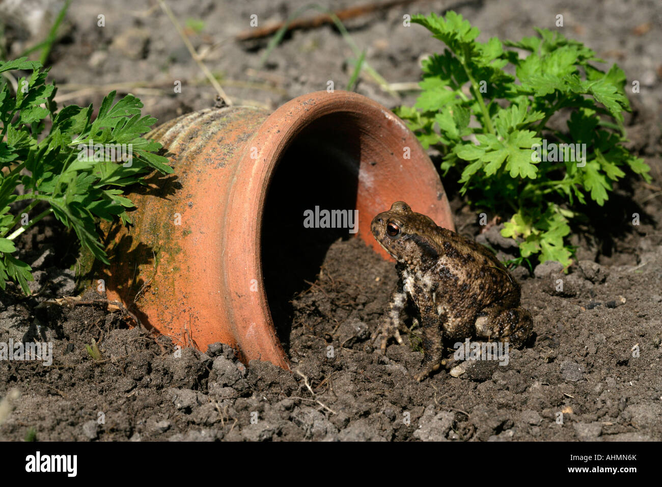 Gemeinsamen Kröte Bufo Bufo Wiltshire Stockfoto