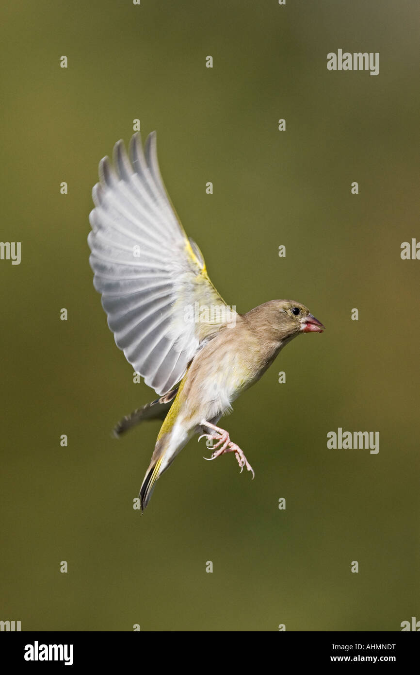 Grünfink Zuchtjahr Chloris im Flug mit schönen Fokus Hintergrund Potton Bedfordshire Stockfoto