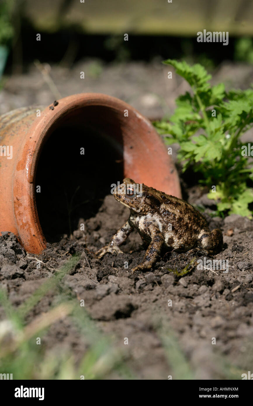 Gemeinsamen Kröte Bufo Bufo Wiltshire Stockfoto