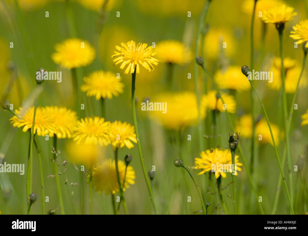 Gelbe Blüten der gemeinsamen Katze s Ohr Hypochoeris Radicata öffnen in der Morgensonne Bedgebury Wald Kent UK 10 Juni Mai 2006 Stockfoto