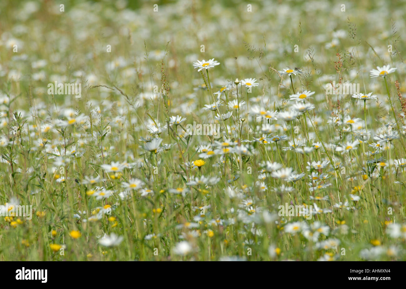 Ein Feld von weißen und gelben Oxeye Daisy Chrythanthemum Leucanthemum Leucanthemum Vulgare Blumen Stockfoto
