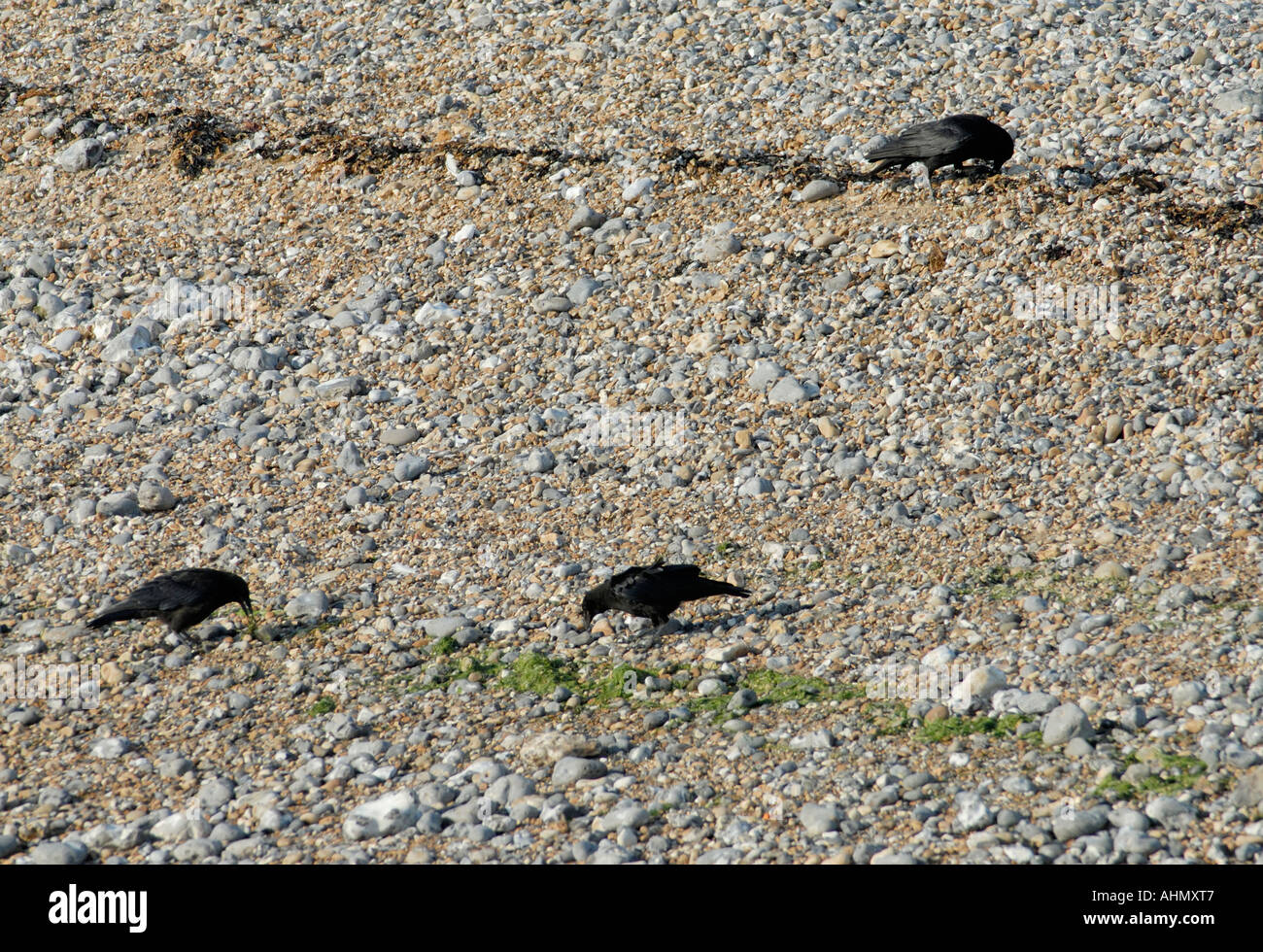 Eine Familiengruppe von drei Rabenkrähen Corvus Corone aufräumen für Lebensmittel entlang der High Water mark Stockfoto