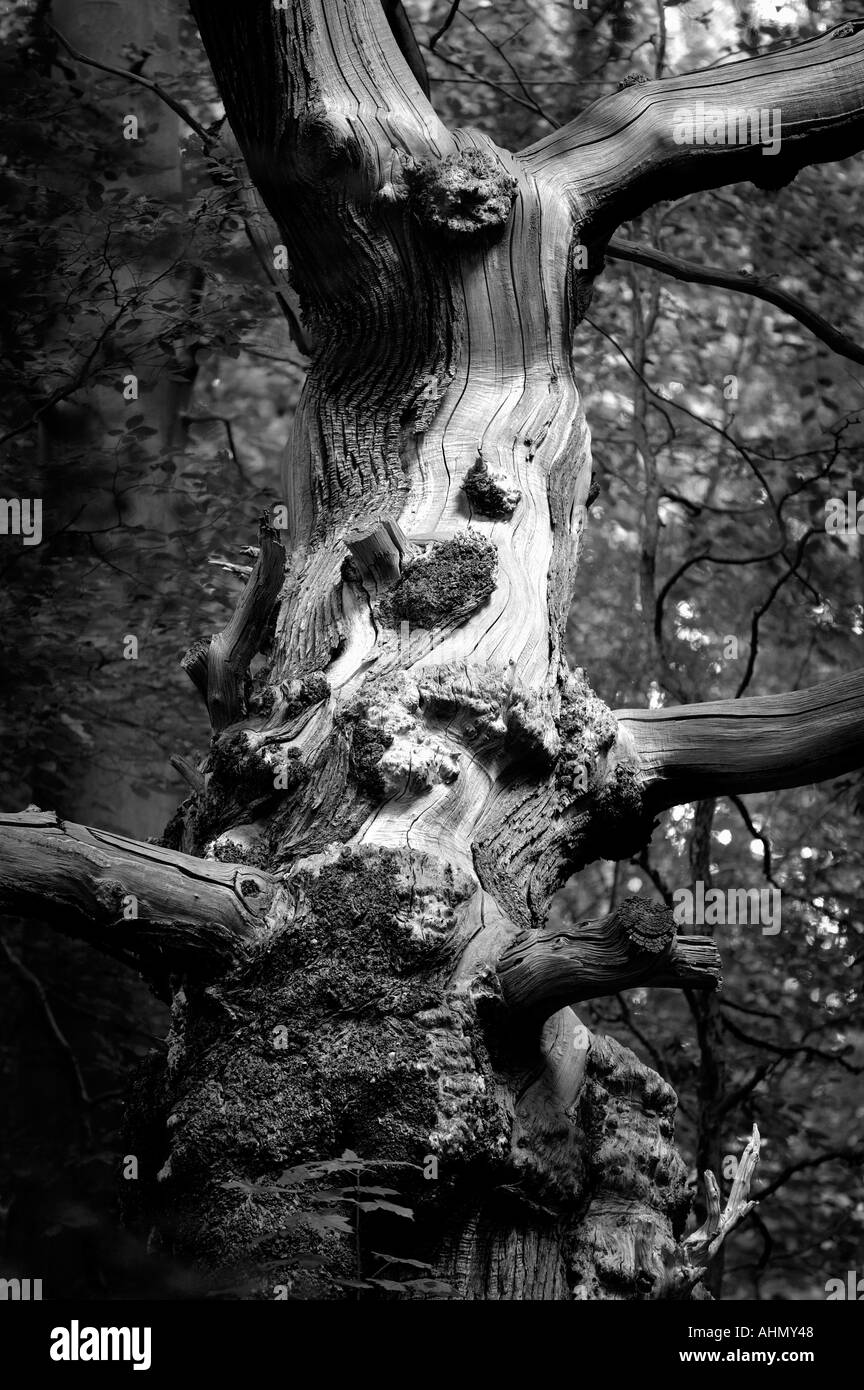 eine alte tote Baum in der Mitte Hanbury Woods Worcestershire England UK Stockfoto