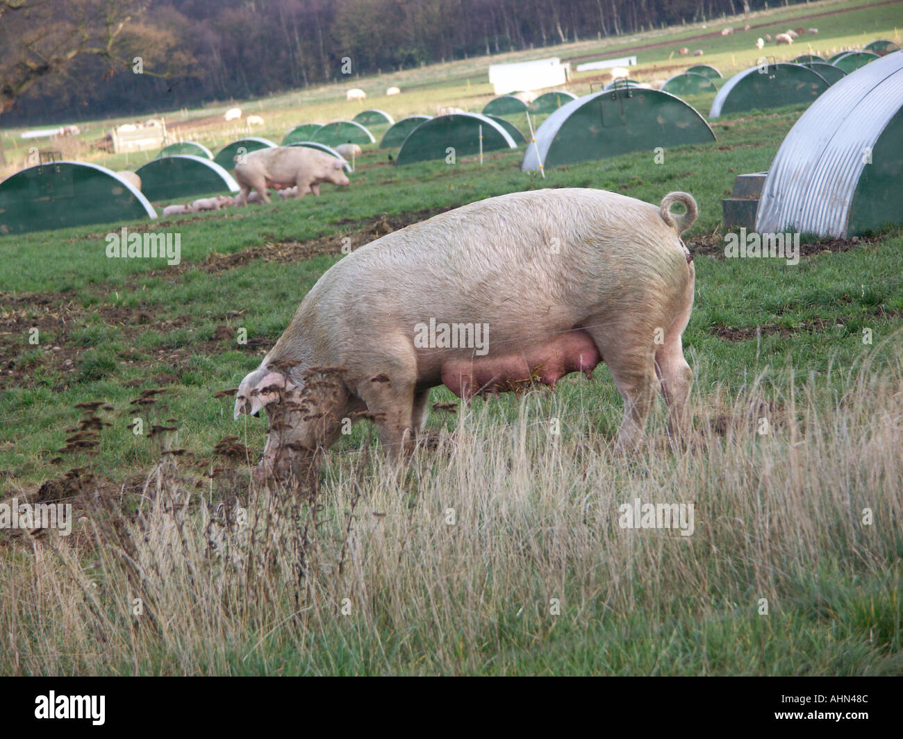 Freerange Schweinefleischproduktion am Packington in Staffordshire. Stockfoto