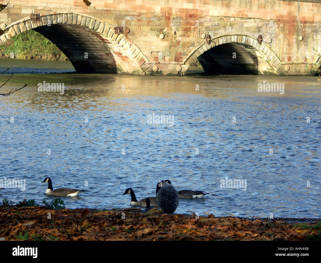 Lady-Brücke in Tamworth, am Flussufer mit Kanadagänse im Vordergrund. Stockfoto