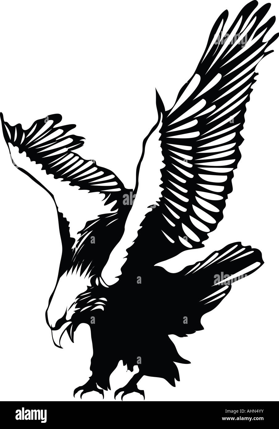 Fliegenden Adler Stockfotografie Alamy