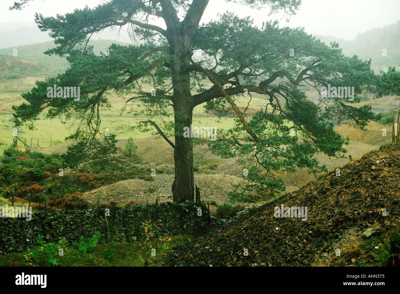 Bleierz Halde und Baum im Nebel in der Nähe von Llanrychwyn Stockfoto