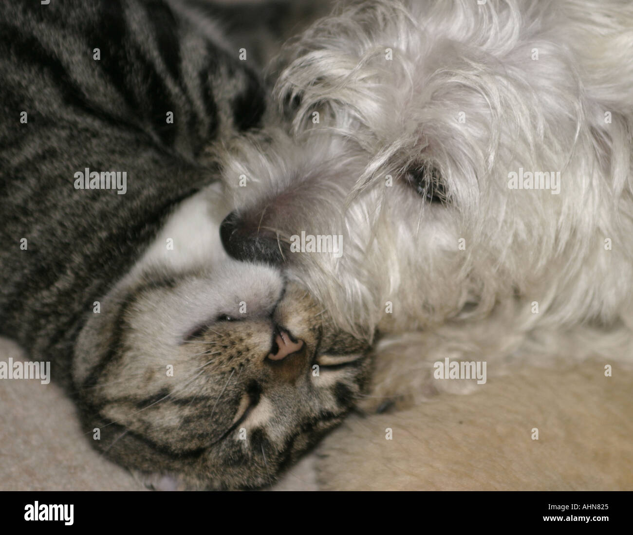 Hund Katze Stockfoto