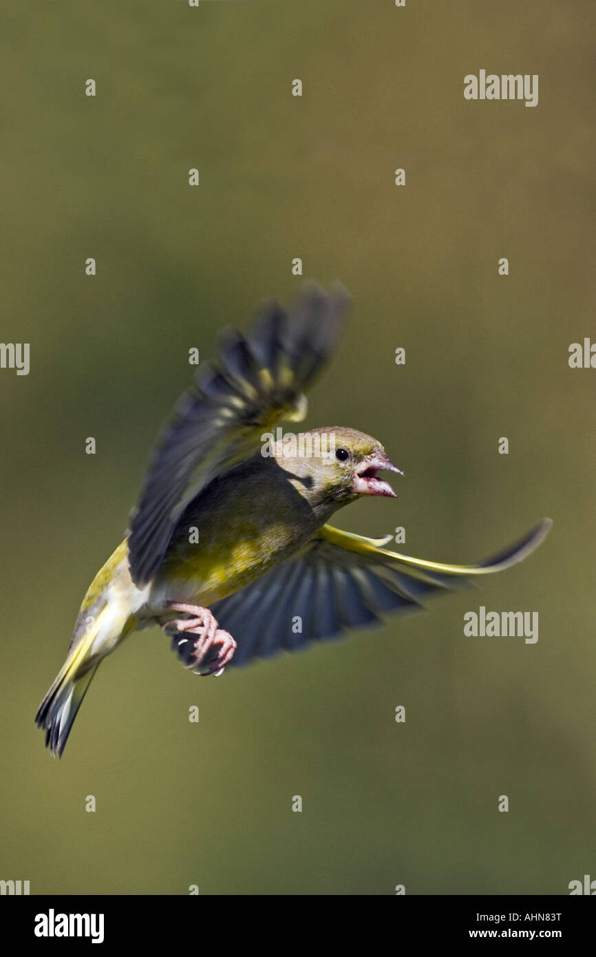 Grünfink Zuchtjahr Chloris im Flug mit schönen Fokus Hintergrund Potton Bedfordshire Stockfoto