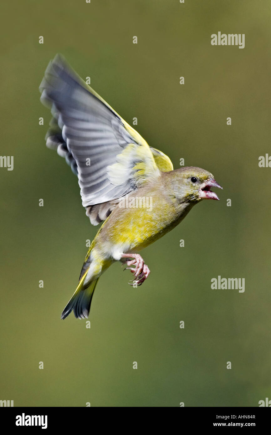Grünfink Zuchtjahr Chloris im Flug mit schönen Fokus Hintergrund Potton Bedfordshire Stockfoto