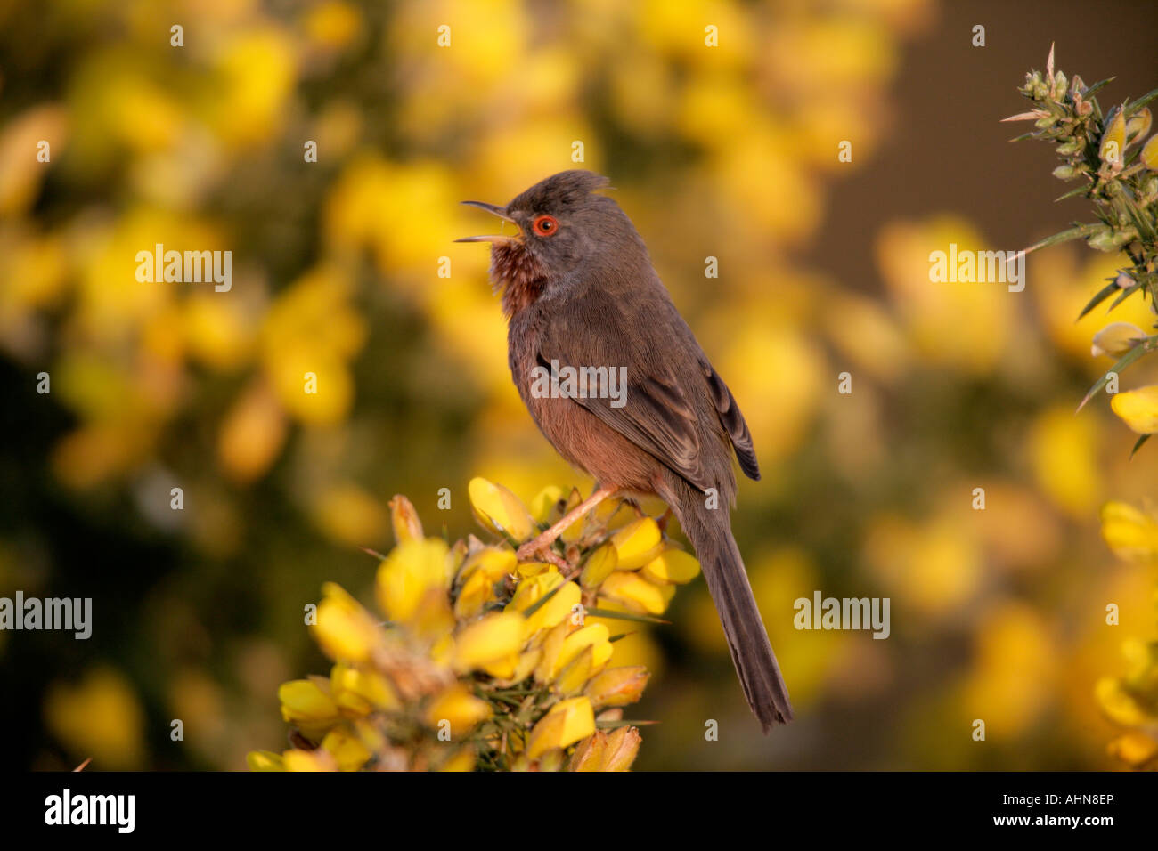 Dartford Warbler Sylvia Undata Dorset Stockfoto