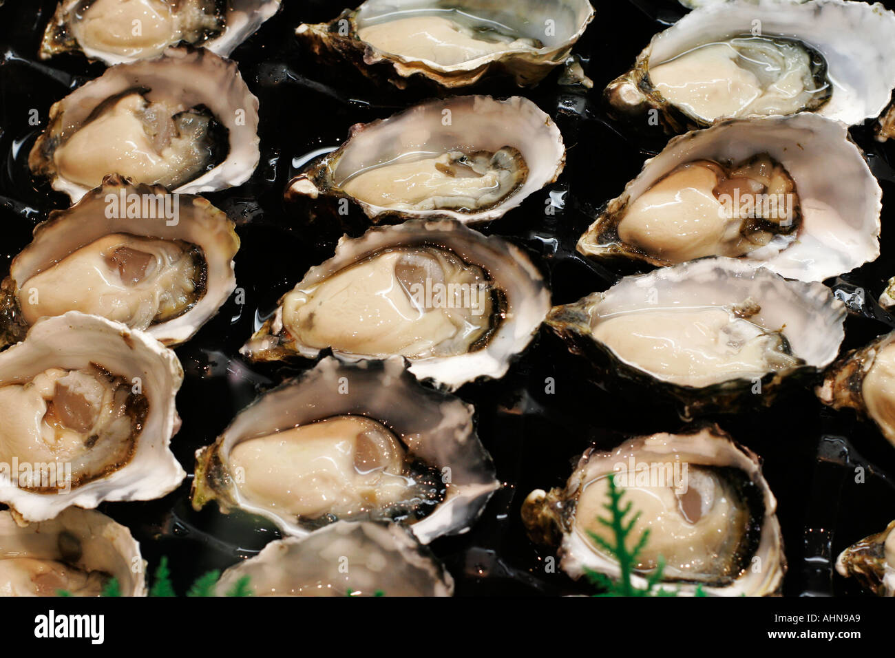 Frische Pazifische Austern an den Sydney Fish markets Stockfoto