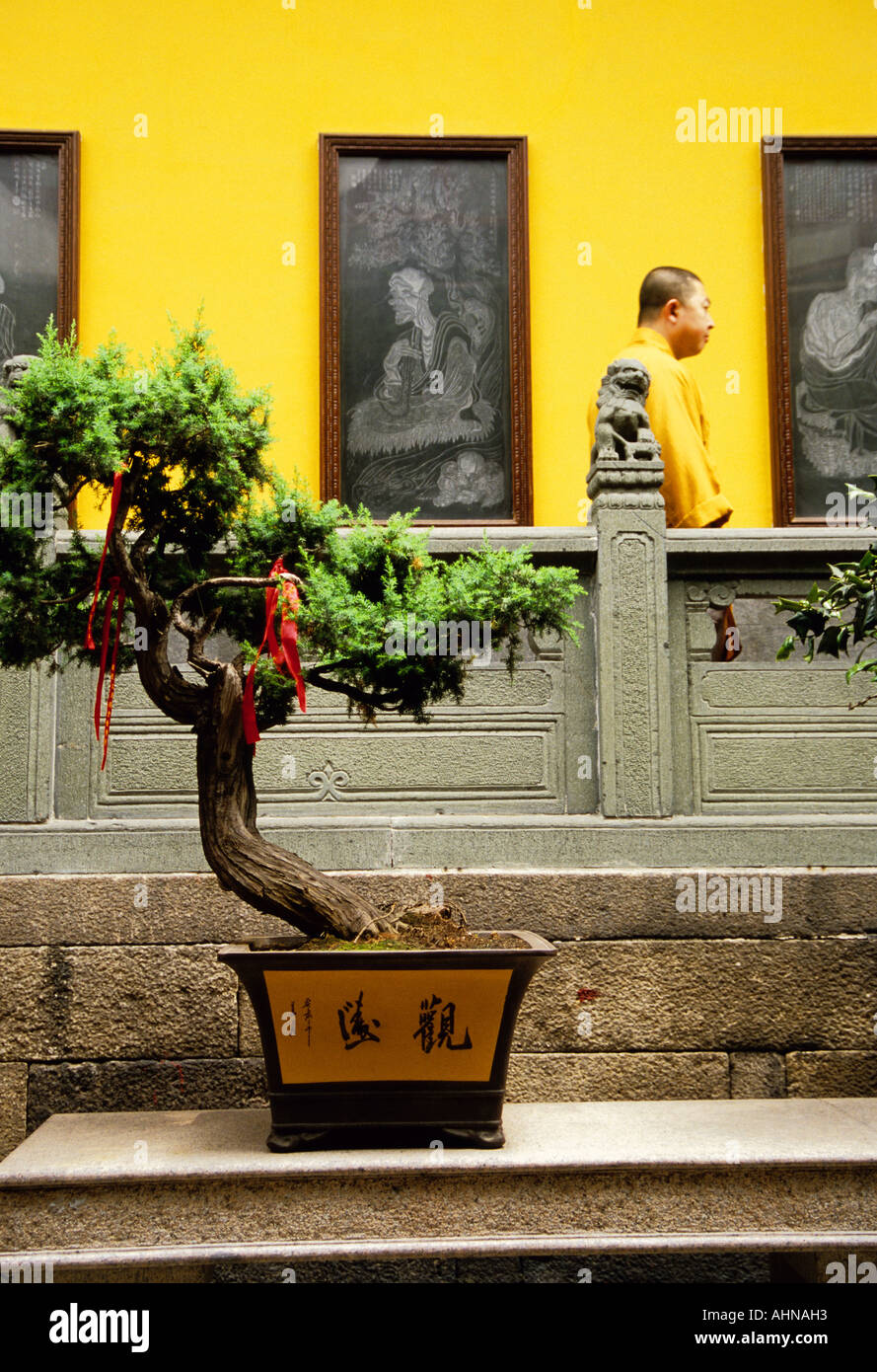 Shanghais Jade-Buddha-Tempel mit Bonzai Baum und gelben Roben Mönch Stockfoto