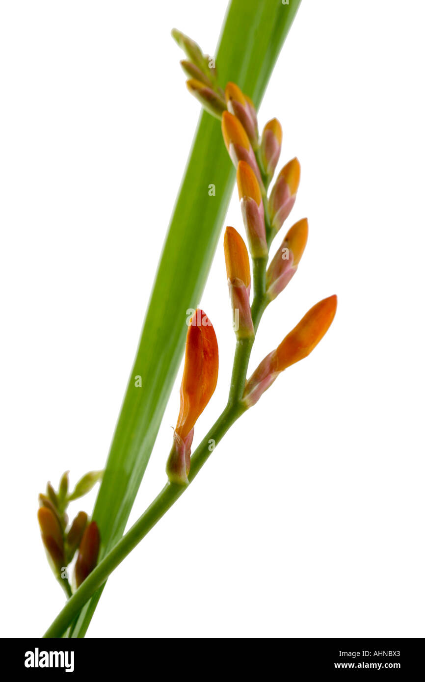 MONTBRETIA CROCOSMIA Stockfoto