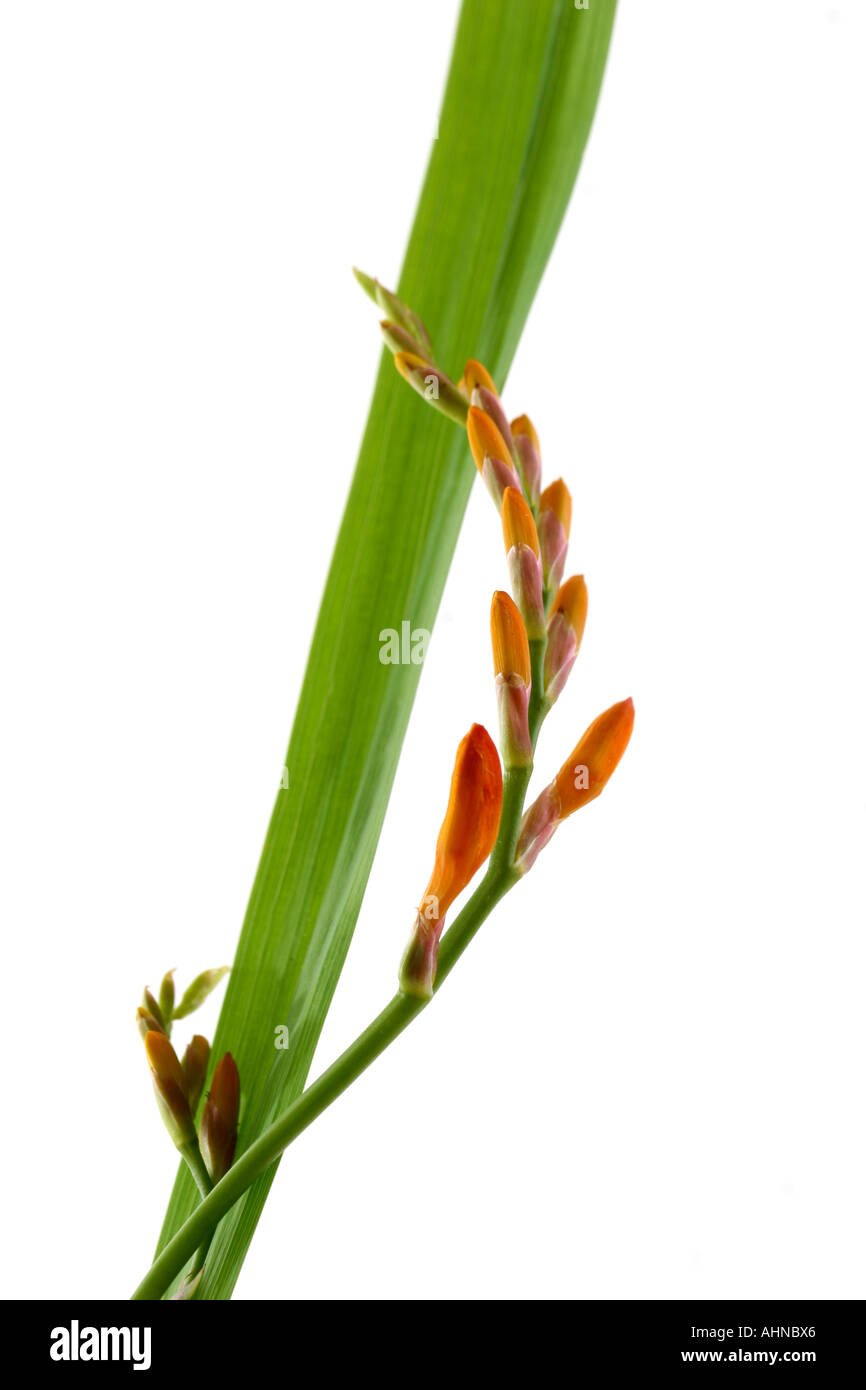 MONTBRETIA CROCOSMIA Stockfoto