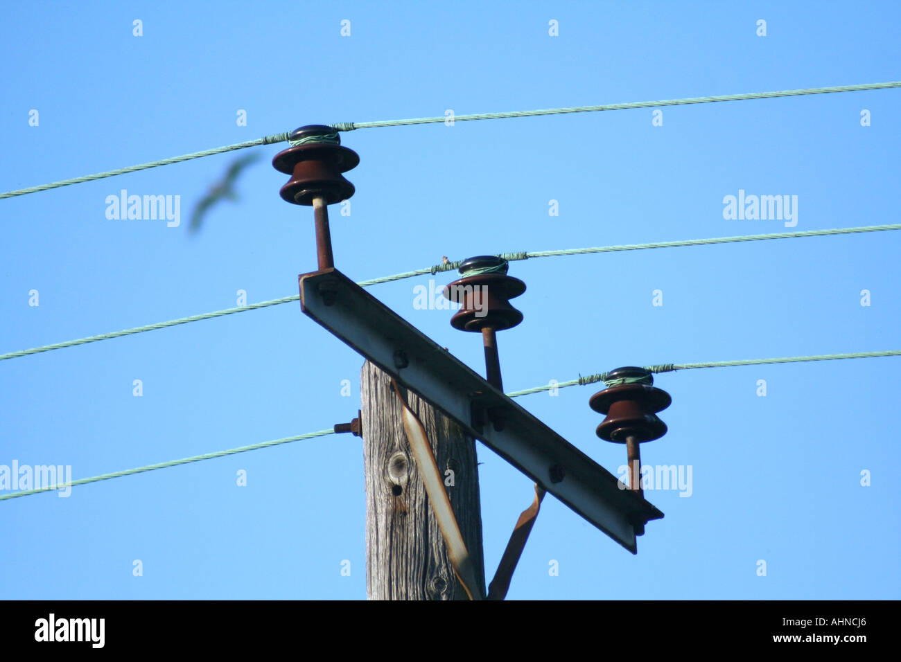 Stromleitungen und Vogel Stockfoto
