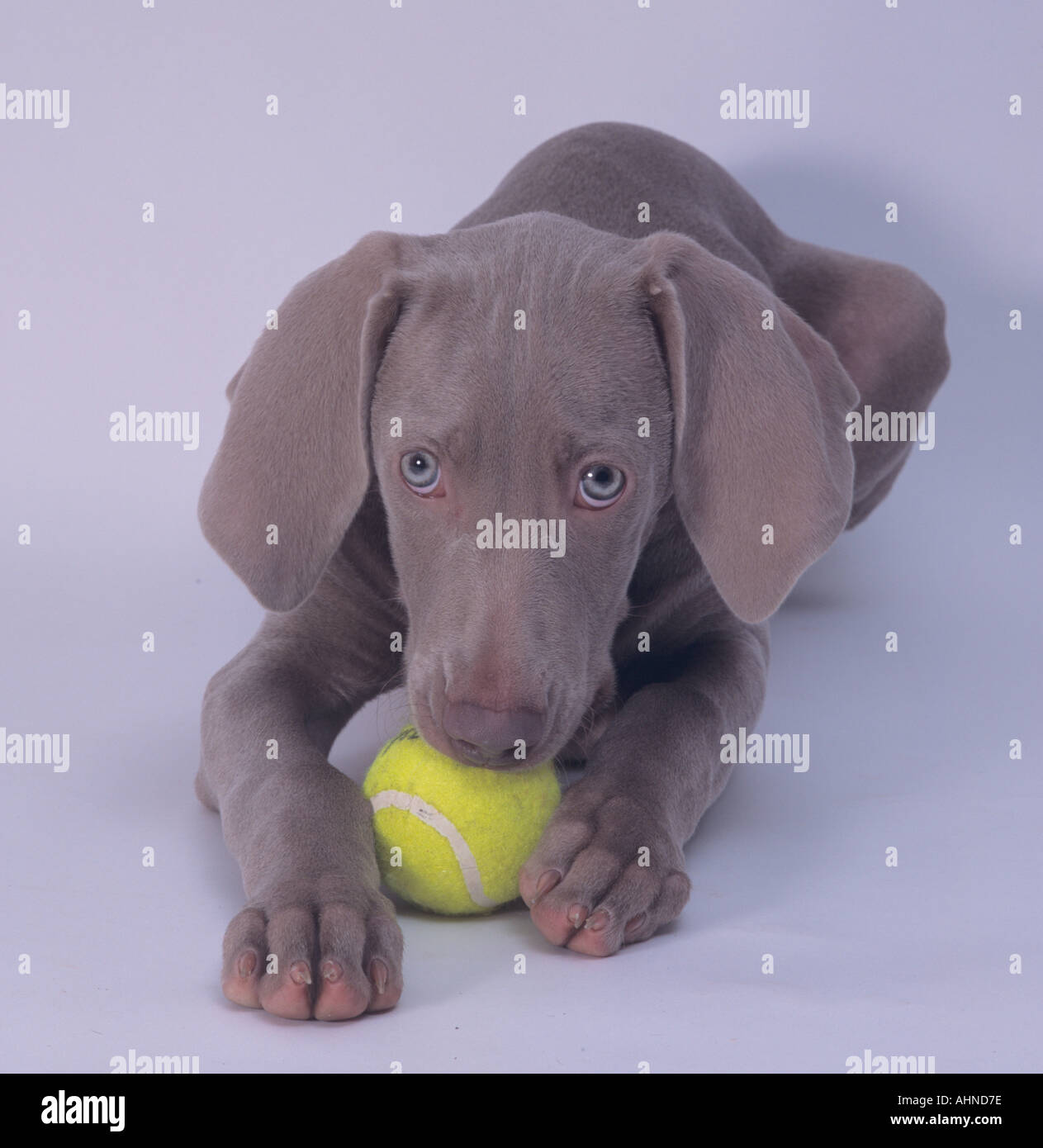 Weimaraner Welpe mit Ball Stockfoto