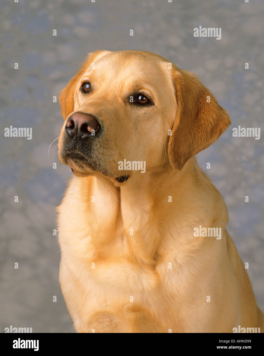 Gelber Labrador-Portrait Stockfoto