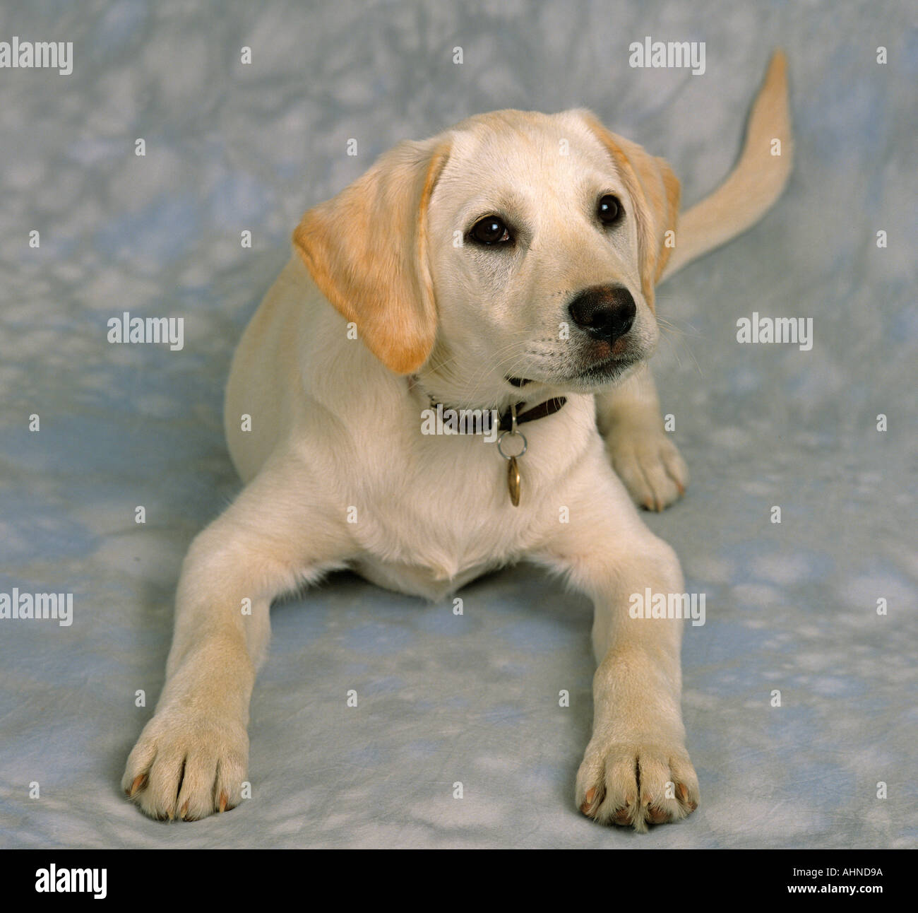 Gelber Labrador Welpen Portrait Stockfoto