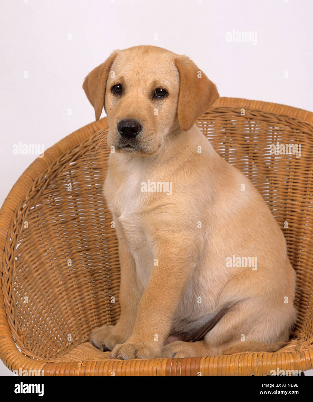 Gelber Labrador Welpen Portrait Stockfoto