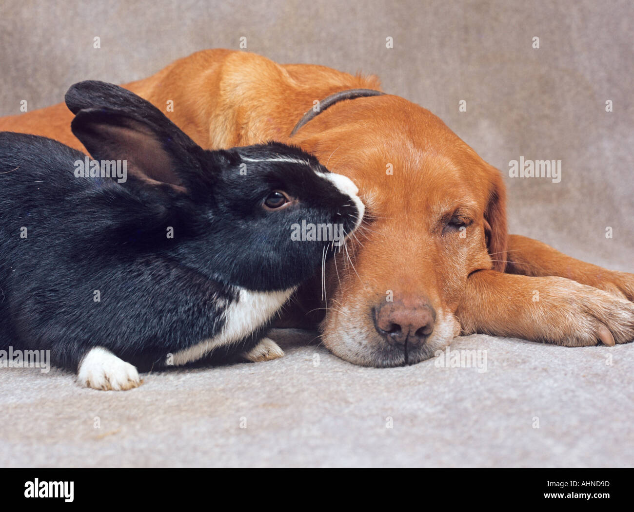 Gelber Labrador Hund mit schwarzen und weißen Hauskaninchen Stockfoto