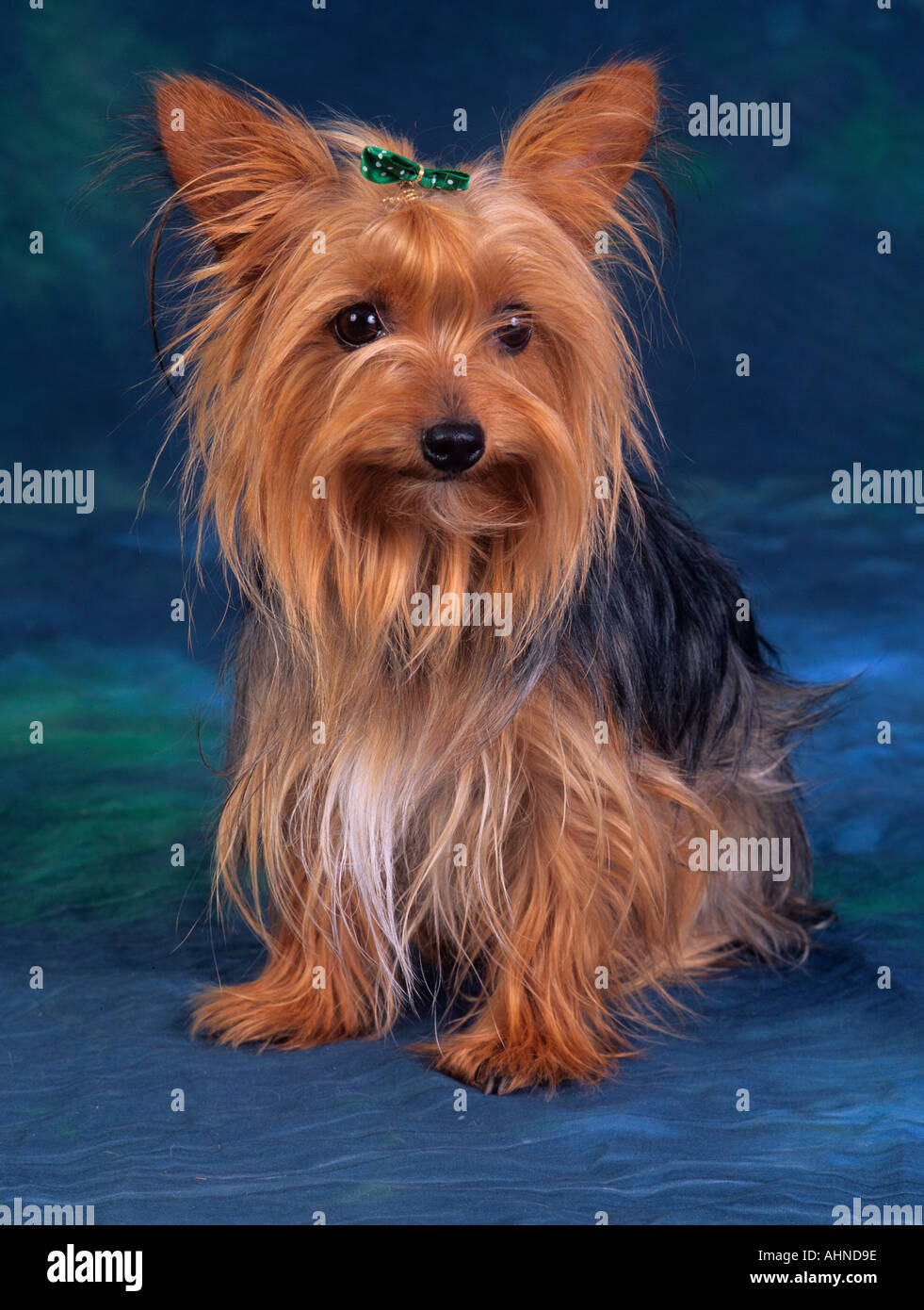 Yorkshire Terrier Portrait Stockfoto