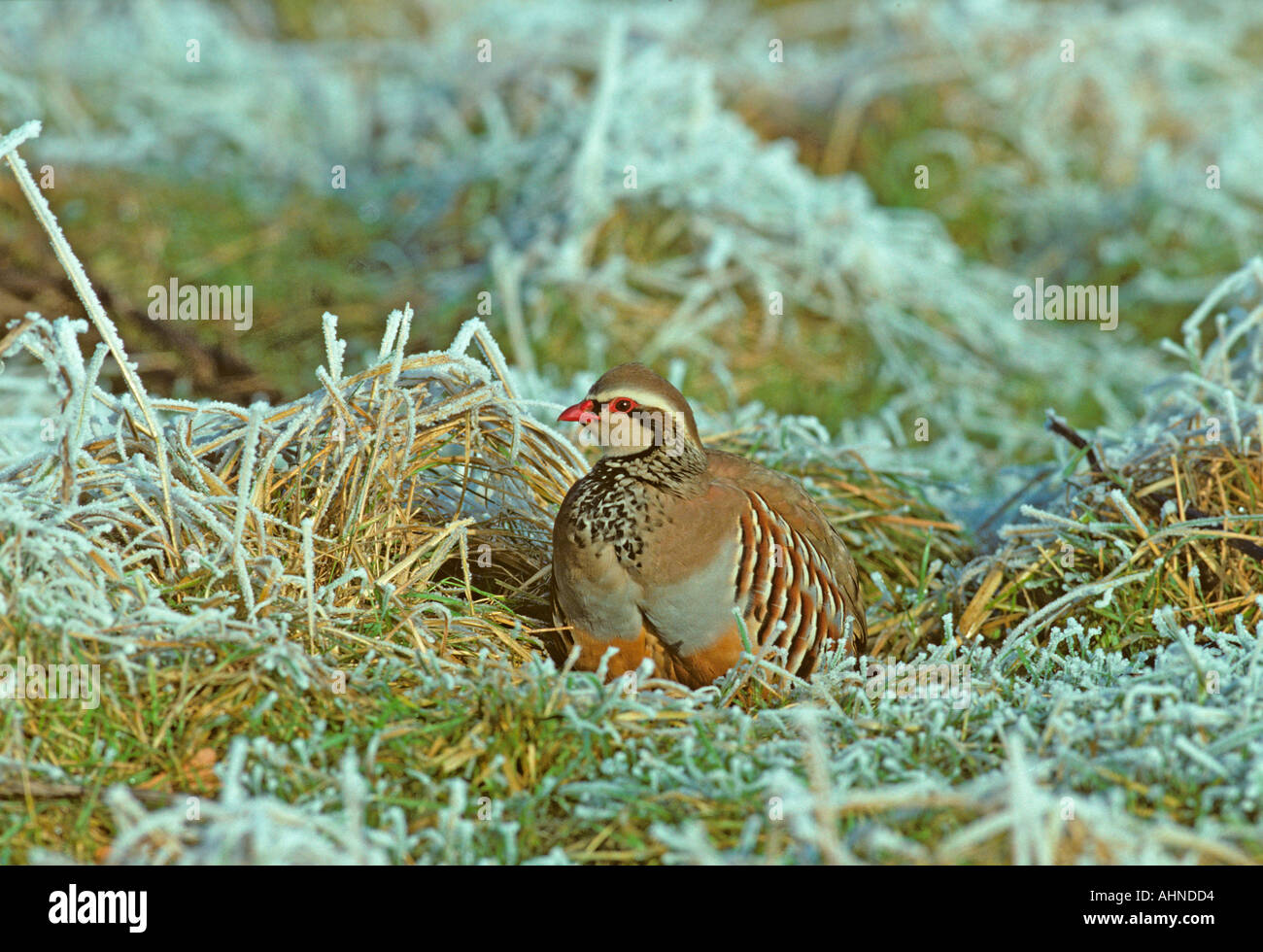 Rot-Legged Rebhuhn Alectoris Rufa in Frost Chilterns UK Dezember Stockfoto