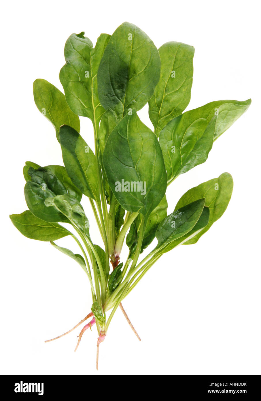 Spinat mit Wurzel isoliert auf weißem Hintergrund Stockfoto