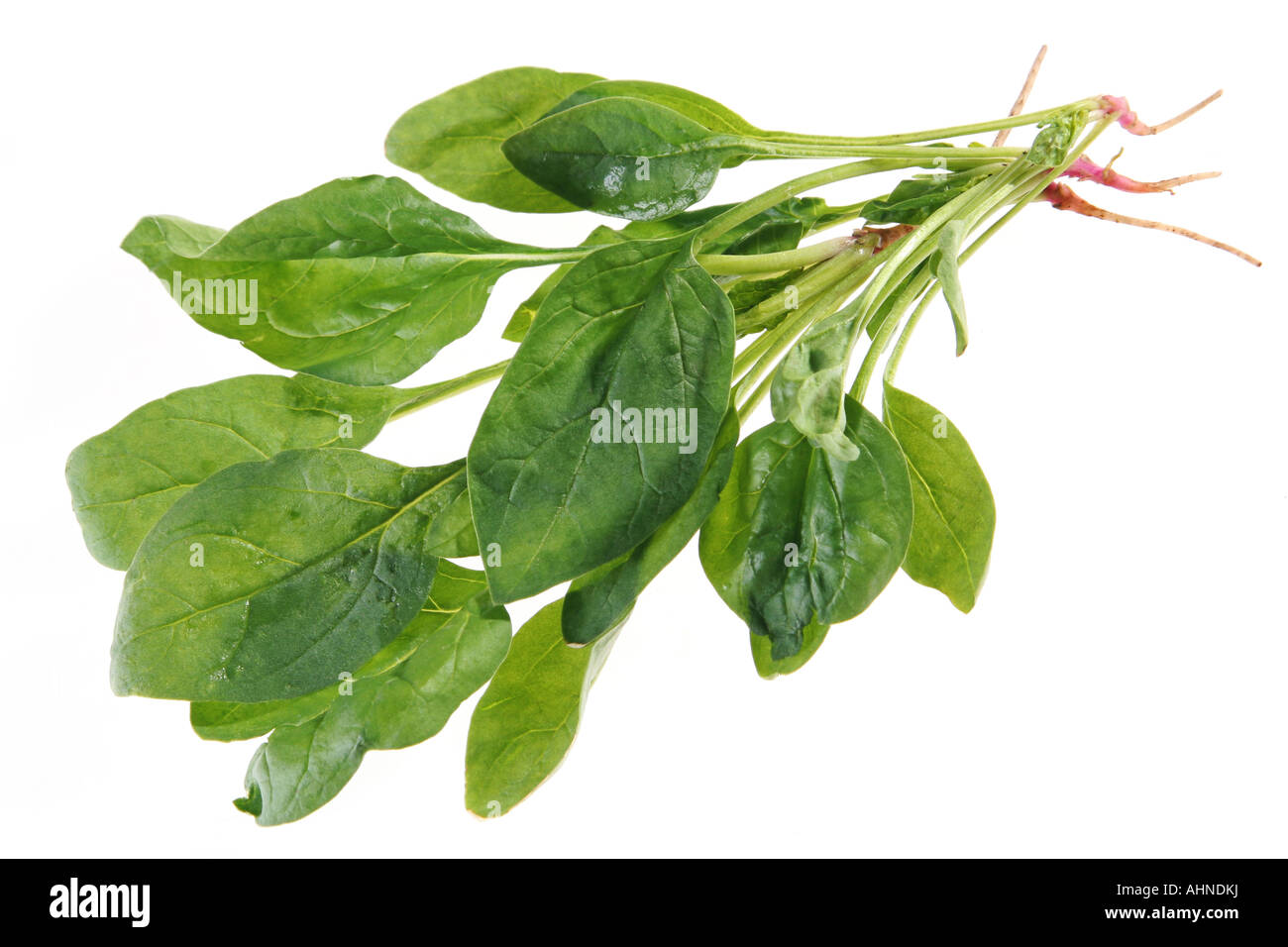 Spinat mit Wurzel isoliert auf weißem Hintergrund Stockfoto