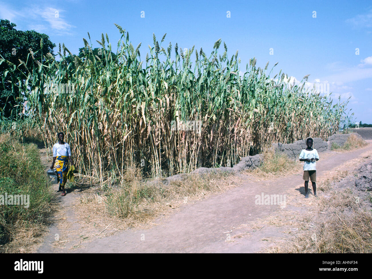 Guinea-Maispflanzen. Frau und jungen sind in der Regel Bereich der Reife Maisstroh in Stadt Lassa, Borno State, Nigeria, Westafrika Stockfoto