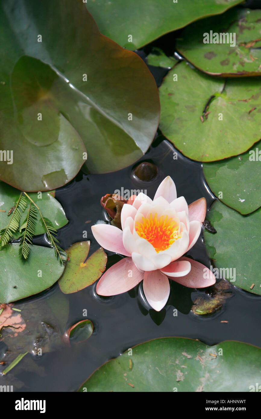 Botanischer Garten der Stadt Palermo. Wasser-Blüte und Blätter schweben in einer Schriftart. Hautnah. Buenos Aires, Argentinien Stockfoto