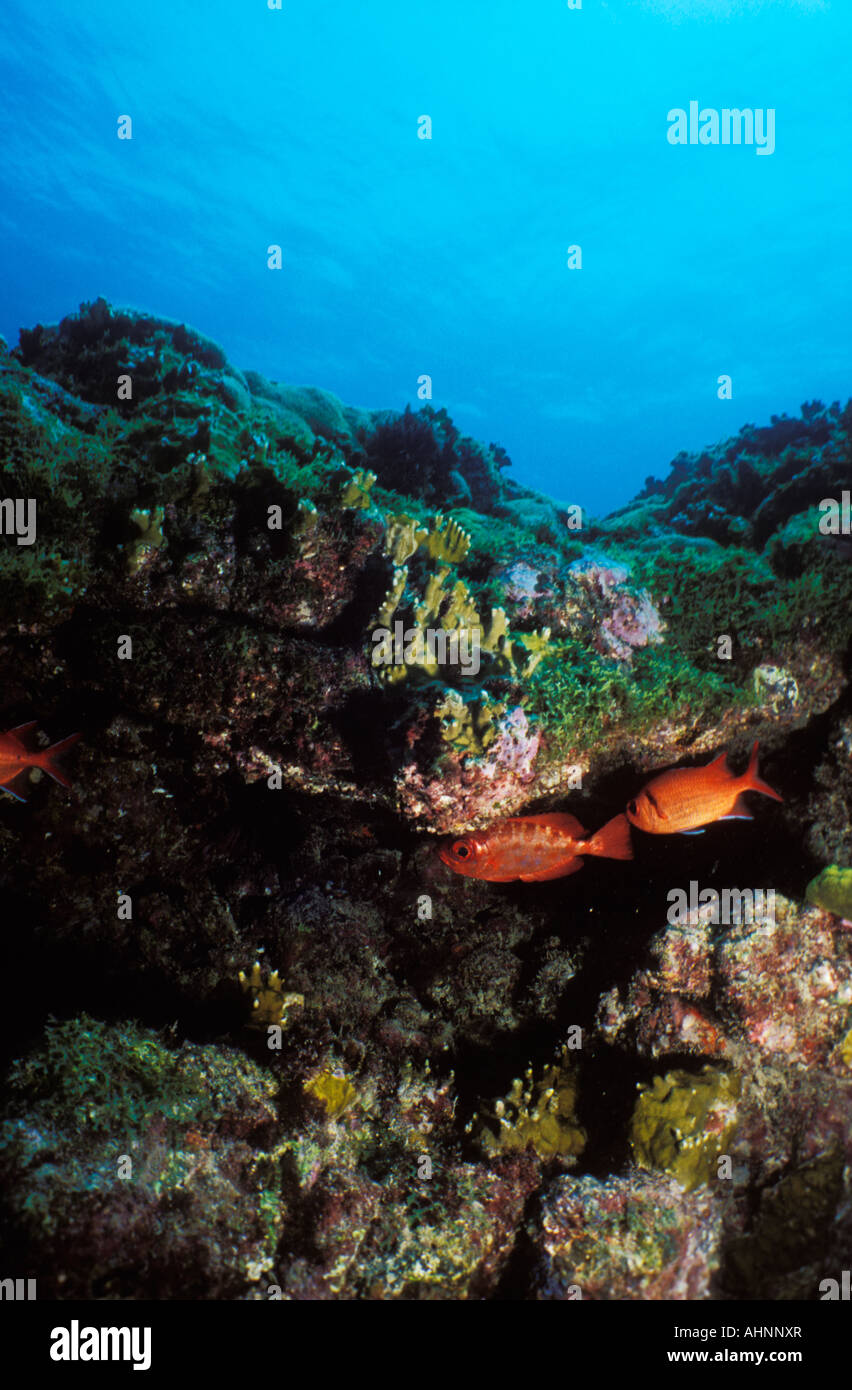 Fisch-Hidding im Sal s Reef Insel Sal Kapverden Stockfoto