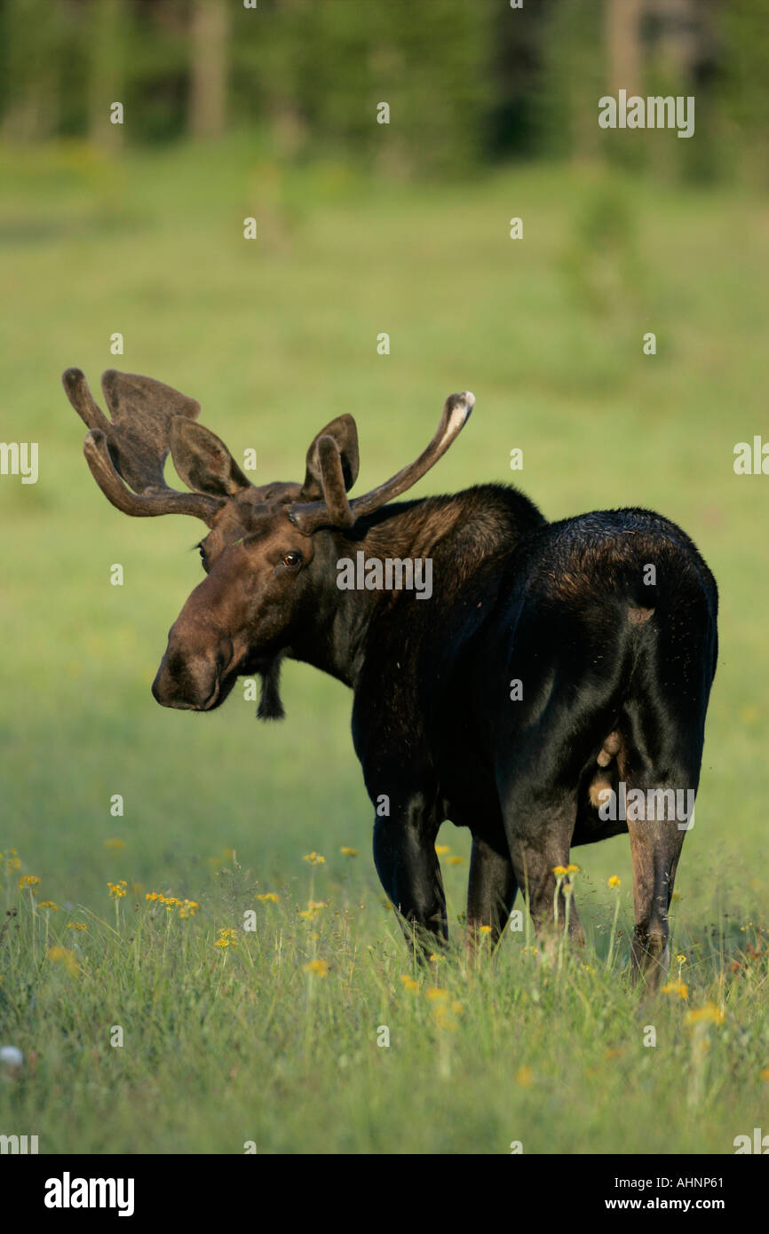 Bull Moose mit Geweih im Sommer samt Stockfoto