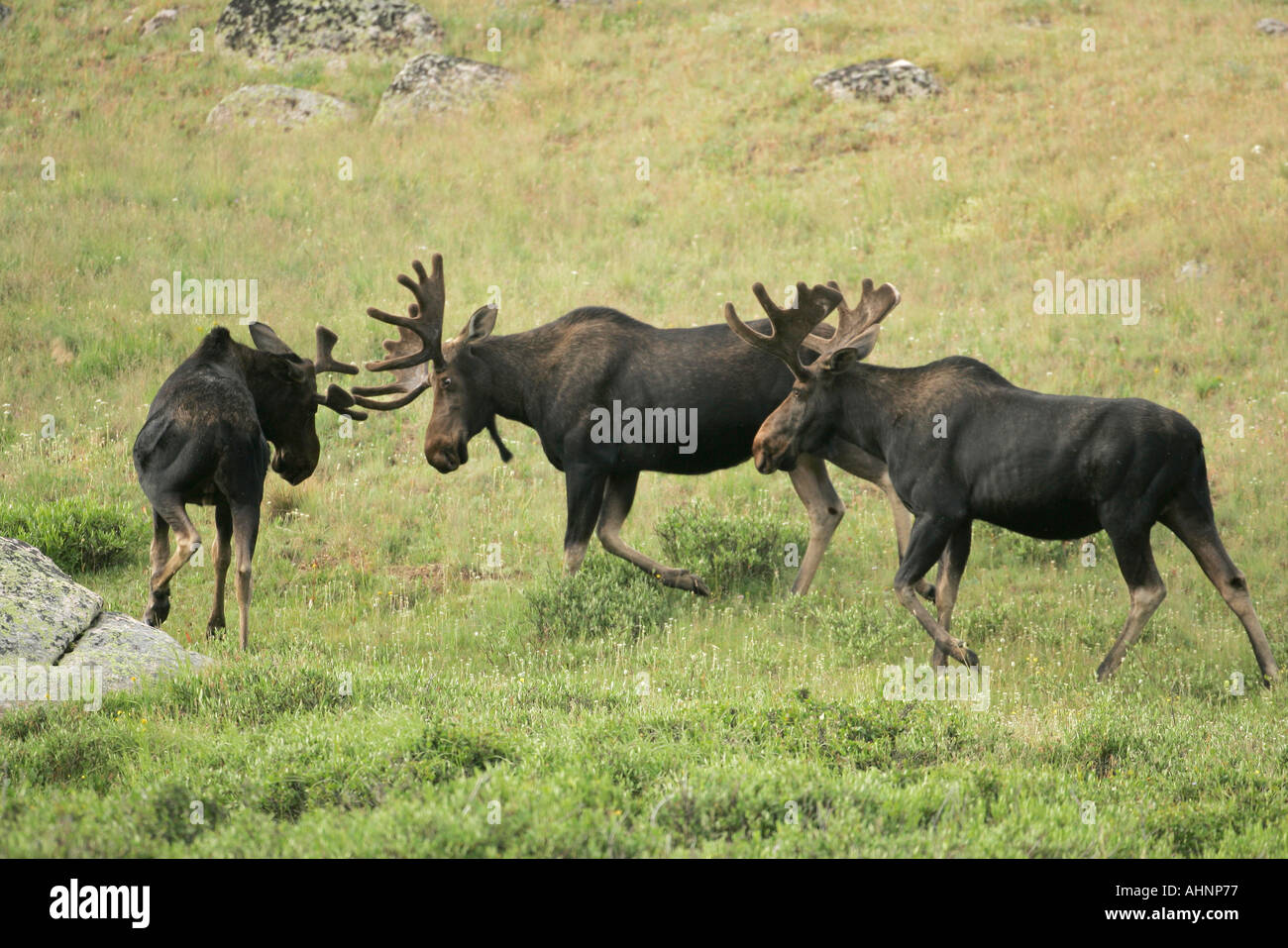 Bull Moose mit Geweih im Sommer samt Stockfoto