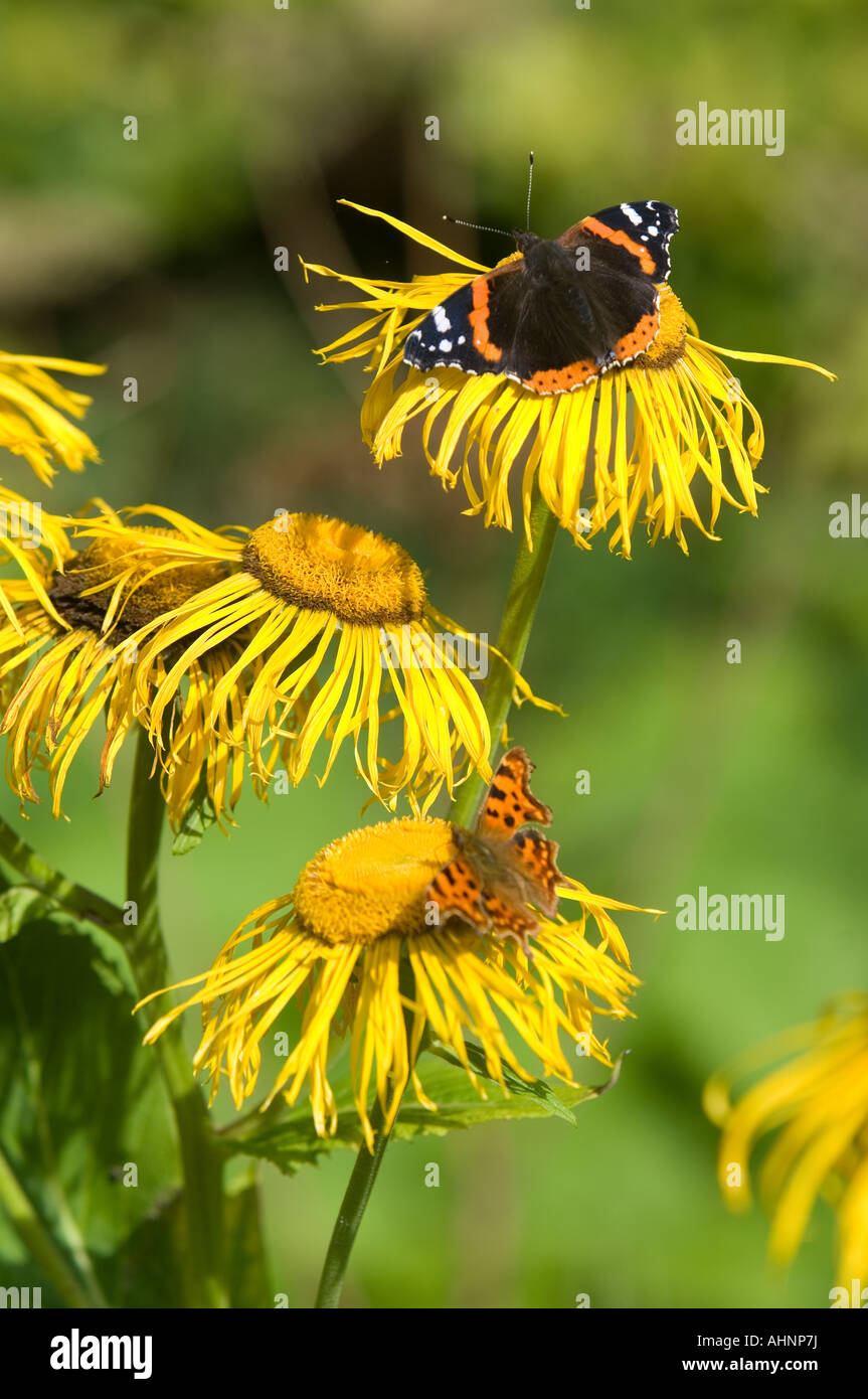 EIN SCHMETTERLING IN DER HERBSTSONNE AUF EINE TELEKIA SPECIOSA AALEN Stockfoto