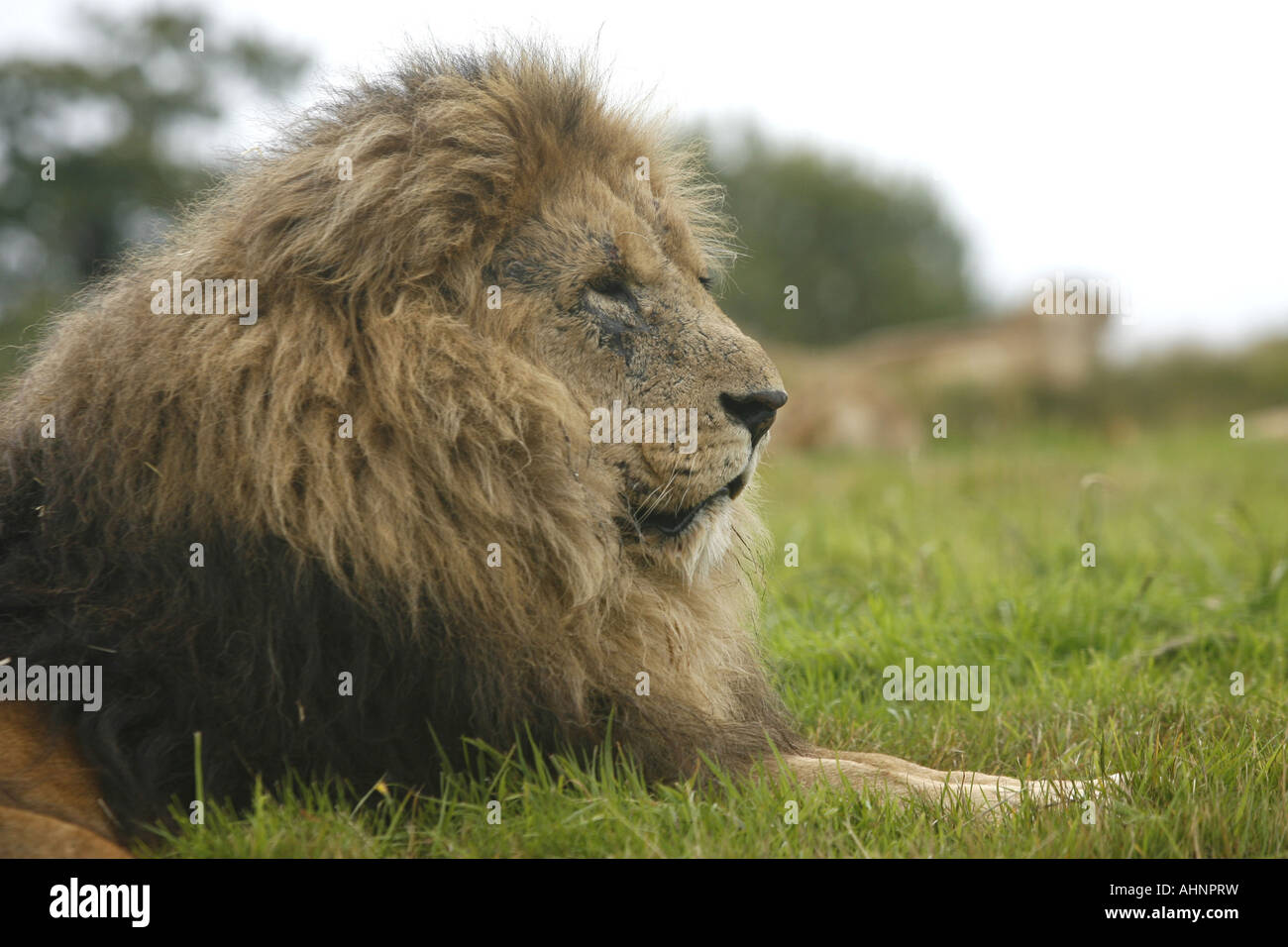 Ein männlicher afrikanischer Löwe (Panthera Leo) mit Blick auf seinen stolz auf Woburn Safari Park. Stockfoto