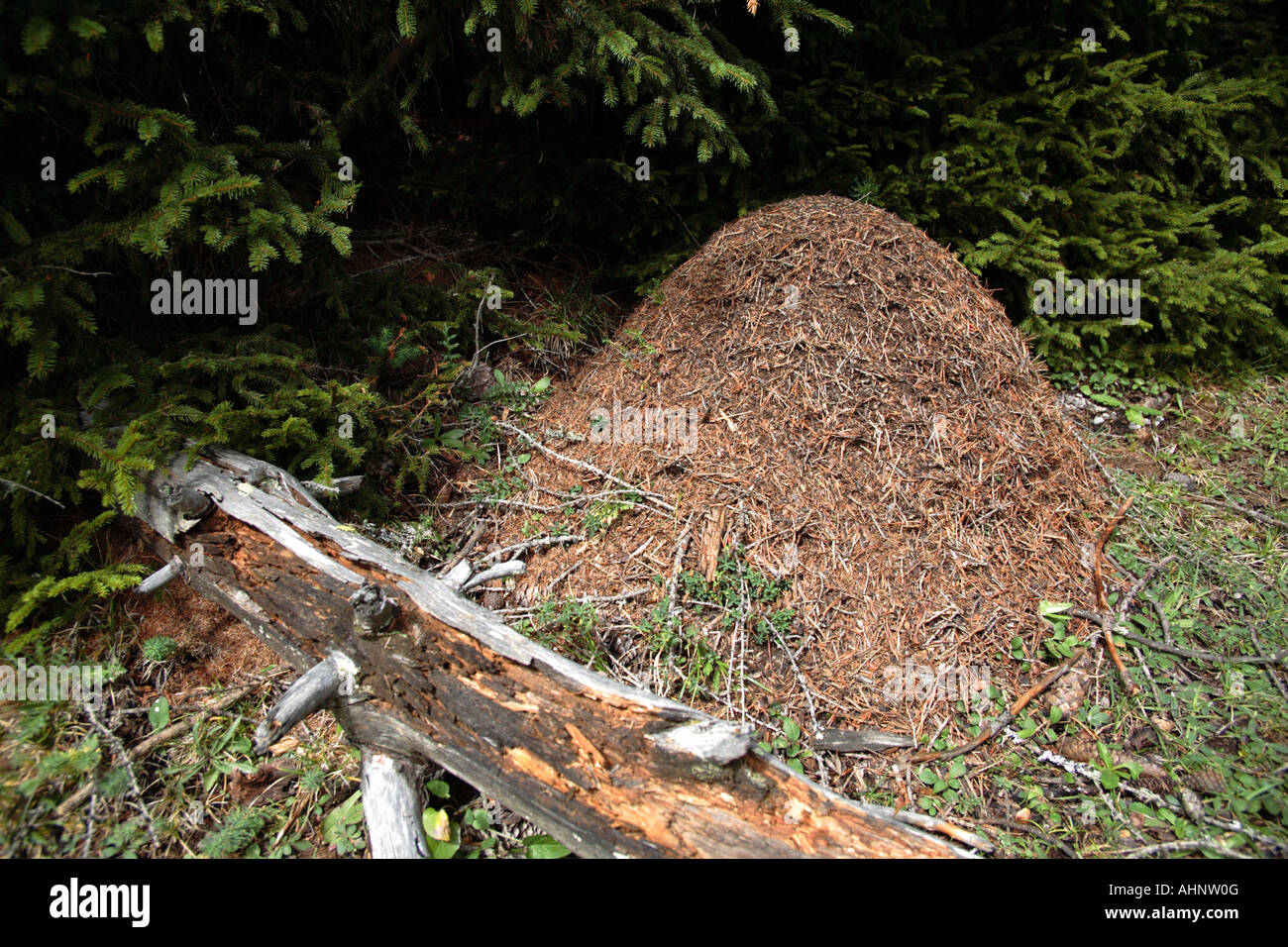 Ameisenkolonie im Wald, Schweiz Stockfoto