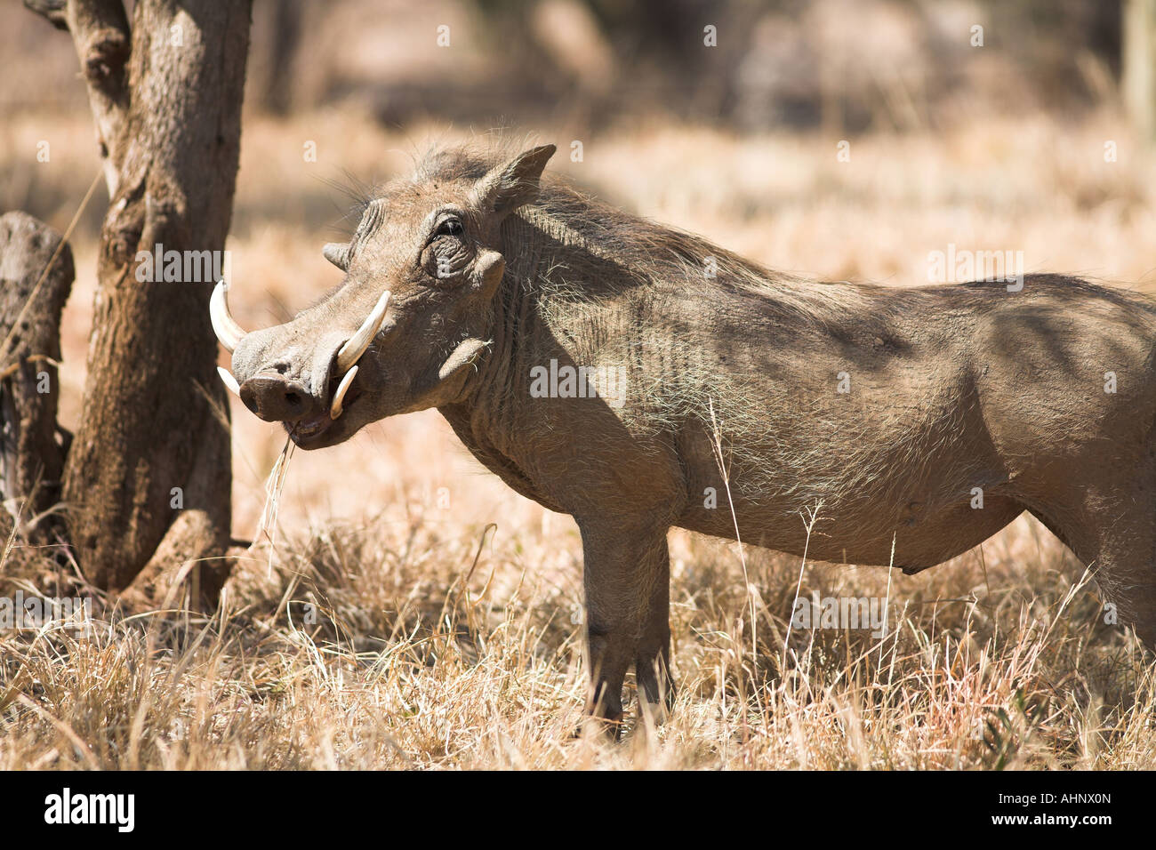 Gemeinsame Warzenschwein in Südafrika Stockfoto