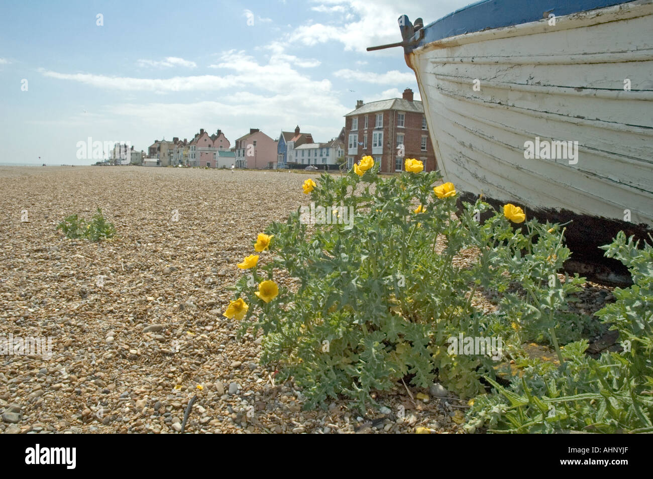 Gelbe gehörnten Mohn Glaucium Flavum wächst in Kies hinter einem Boot am Strand von Aldeburgh in Suffolk UK Stockfoto