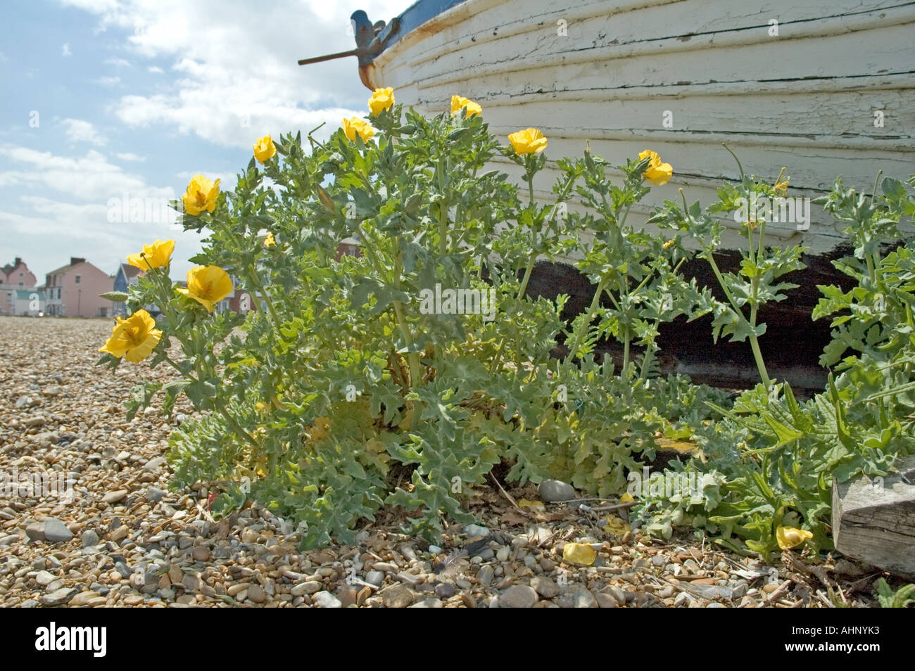 Gelbe gehörnten Mohn Glaucium Flavum wächst aus Kies hinter einem Boot am Strand von Aldeburgh in Suffolk UK Stockfoto