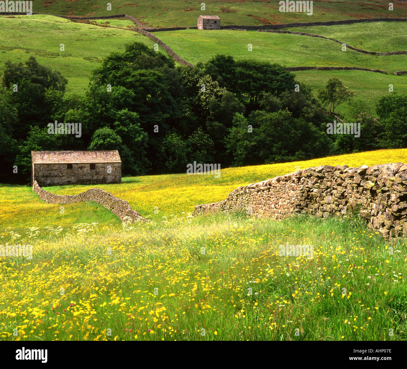 Stein, Scheunen und Wildblumenwiesen, nahe Thwaite, Swaledale, Yorkshire Dales National Park, Yorkshire, England, Vereinigtes Königreich Stockfoto