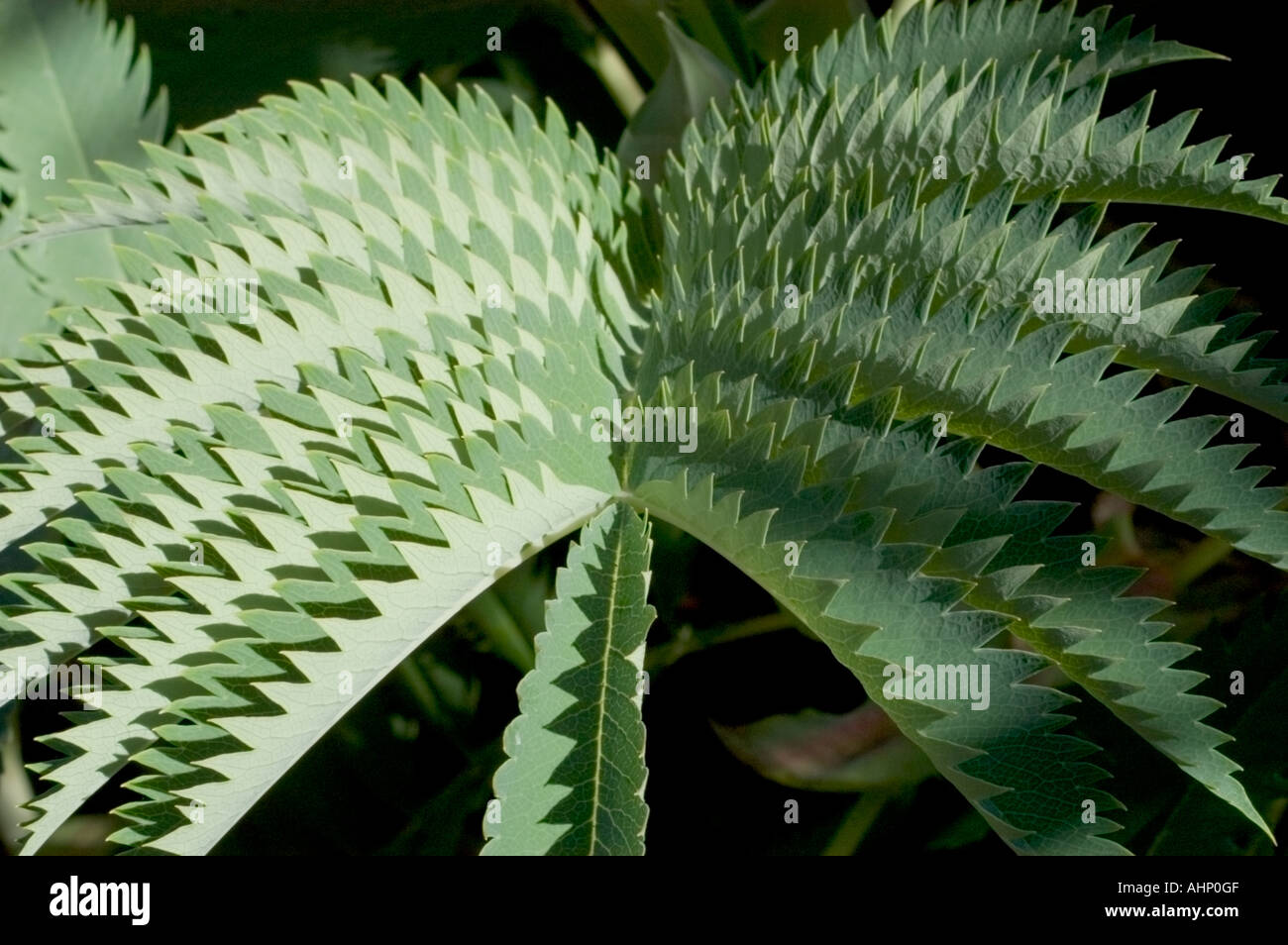 Die scharfen Wedel des Honigbusches, Melianthus major. Stockfoto