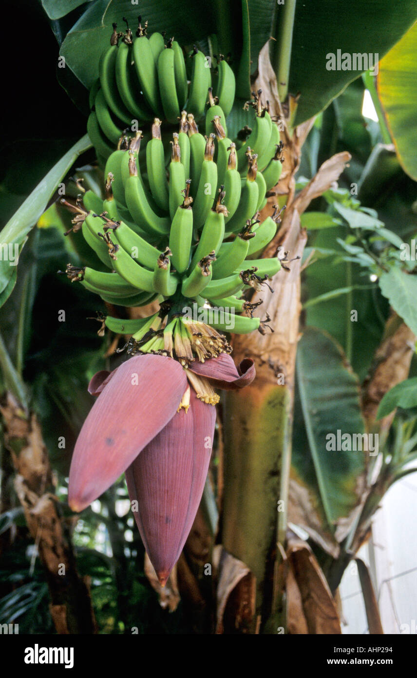 Bananen wachsen in den Hydroponicum Achitibuie Ullapool-Schottland Stockfoto