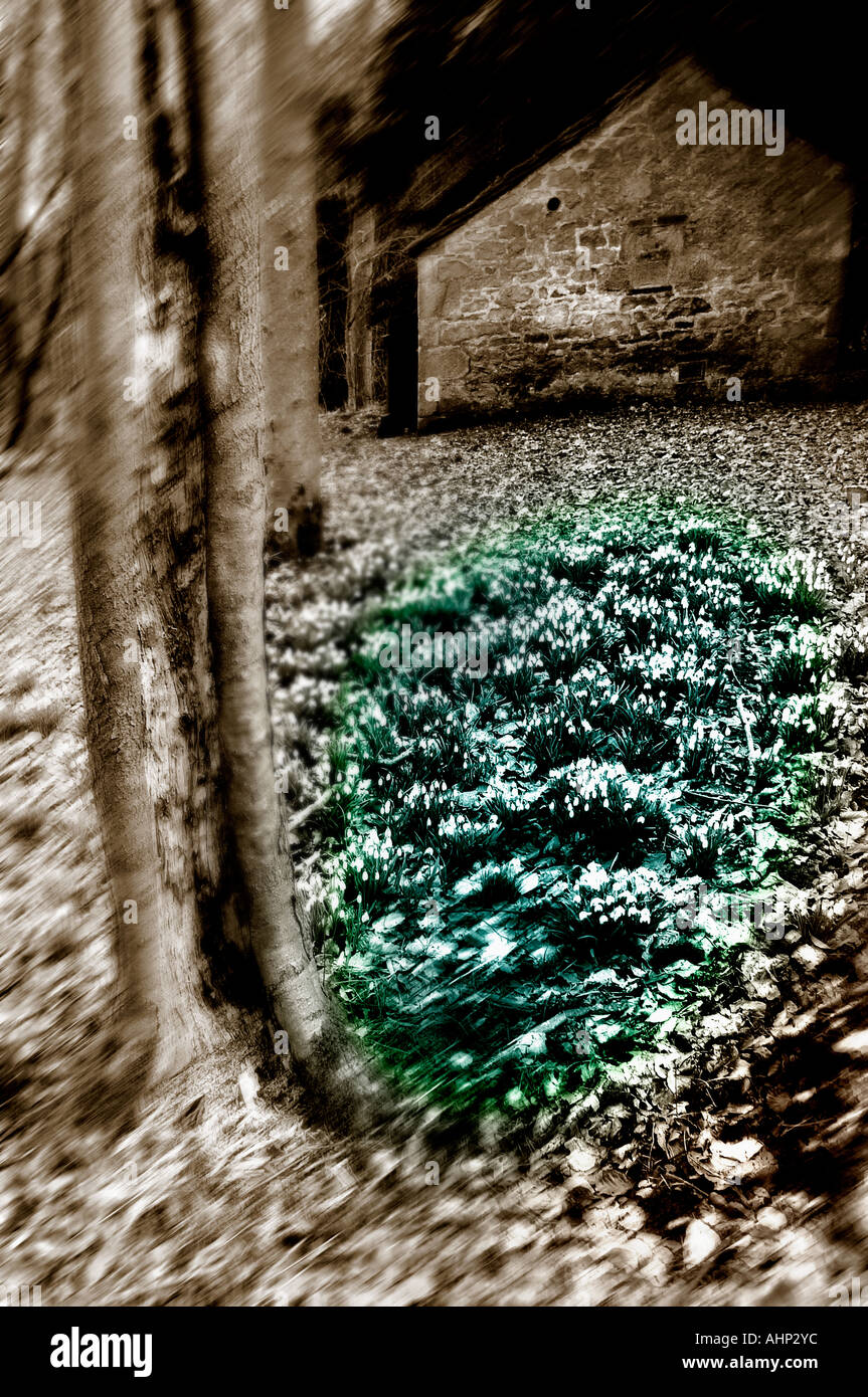 atmosphärischen Wald Szene Wharfedale England Stockfoto