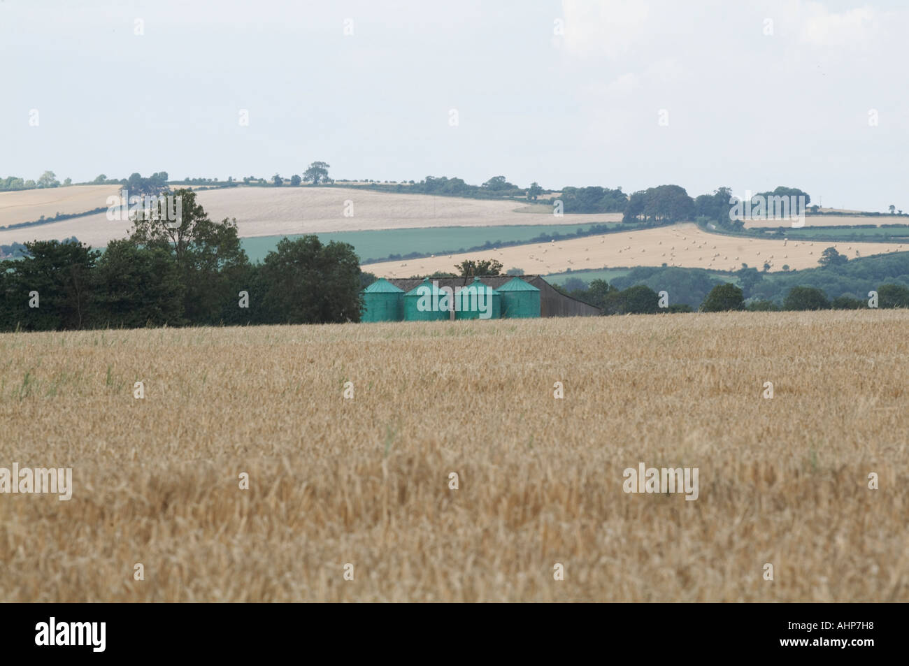 Blick auf Getreide Ernte Weizen Ernte landwirtschaftlicher uk landwirtschaftliche Stockfoto